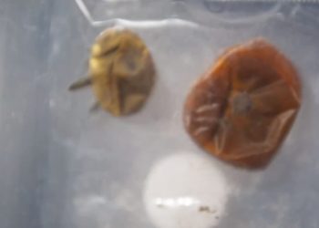 Uluslararası Uzay İstasyonu'nda Kayıp Domatesler Bulundu