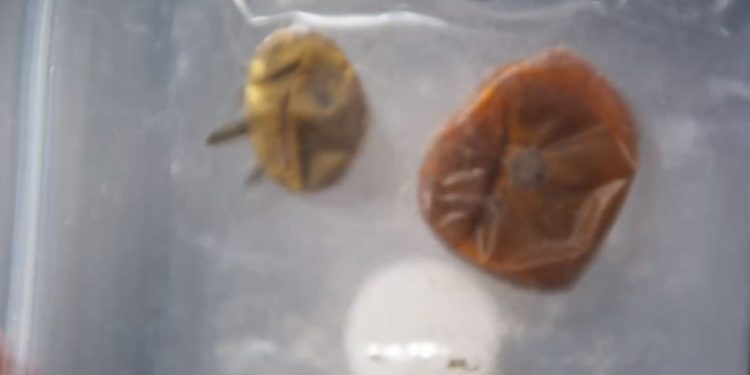 Uluslararası Uzay İstasyonu'nda Kayıp Domatesler Bulundu