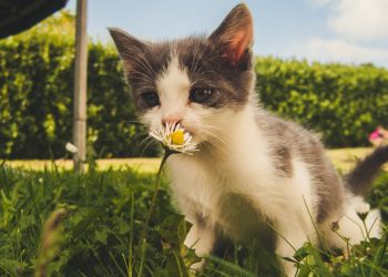 Kediler İçin Teknolojik Ürünler