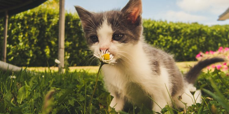 Kediler İçin Teknolojik Ürünler