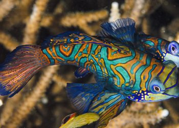 Su Altında Gece Fotoğrafçılığı Kuralları