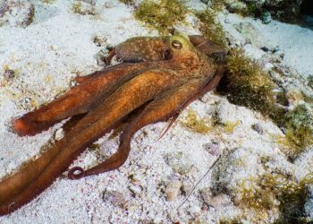 Ahtapot Fotoğraflamanın İpuçları