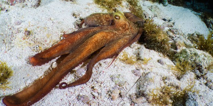 Ahtapot Fotoğraflamanın İpuçları