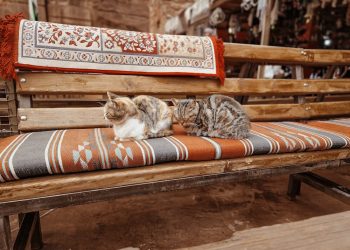 Kedi Tırmalama Sorunu Çözüldü