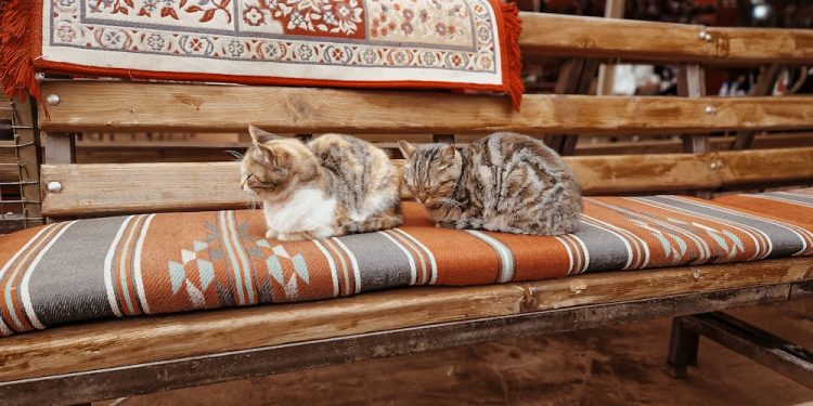 Kedi Tırmalama Sorunu Çözüldü