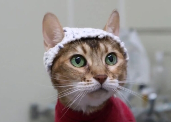 Bilim İnsanları Kedilere Tığ İşi Şapka Yaptı