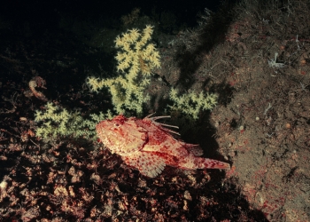 Karanlıkta Açılanlar