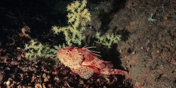 Karanlıkta Açılanlar