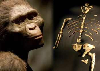 3 Milyon Yıllık Sır: Lucy’nin İnanılmaz Hikayesi