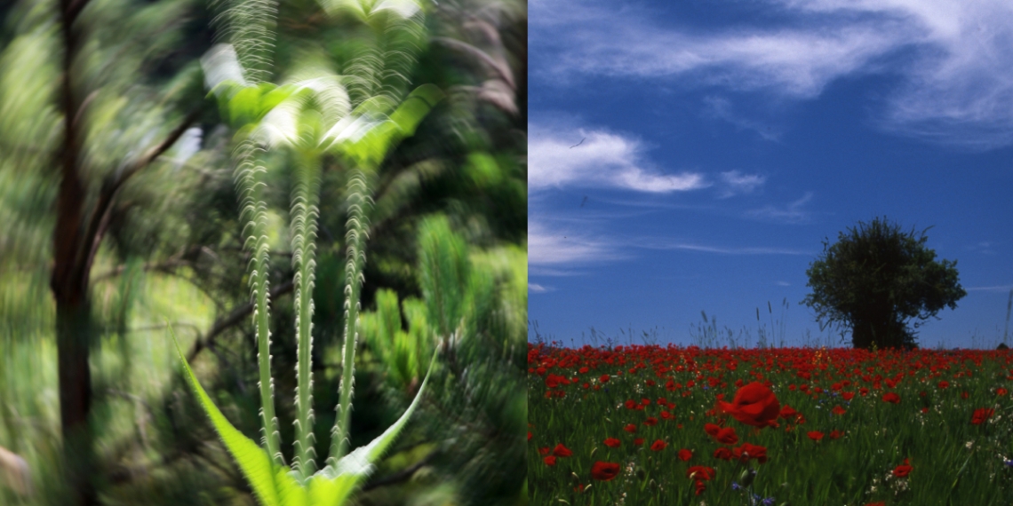 Manzara Fotoğrafçılığı için Farklı Yorumlar