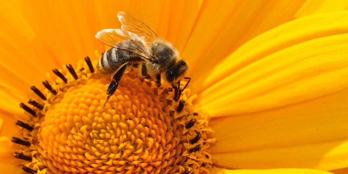 Arılar, Meta'nın Yapay Zeka Veri Merkezi Projesini Engelledi