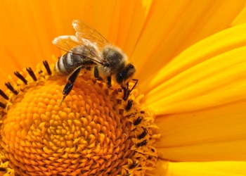 Arılar, Meta'nın Yapay Zeka Veri Merkezi Projesini Engelledi