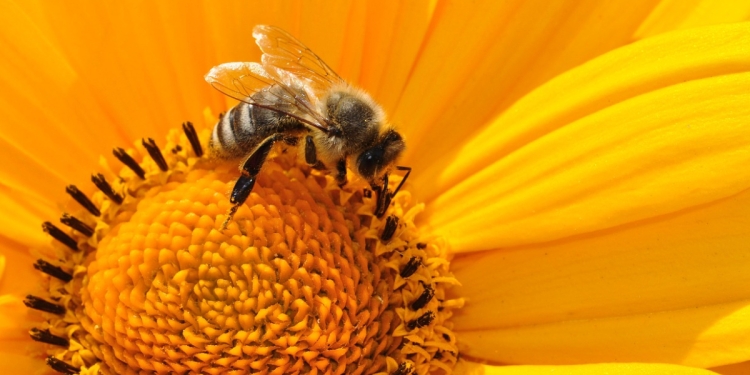 Arılar, Meta'nın Yapay Zeka Veri Merkezi Projesini Engelledi