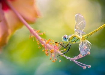 viewsonic colorpro ödülleri