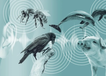 Yapay Zeka, 2025’te Hayvan Seslerini Çevirme Yeteneği Kazanabilir