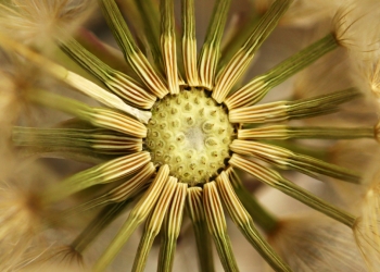 Makro Fotoğraf Nedir? Çekim Teknikleri Neler?