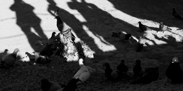 fotoğrafta gölgelerin gücü