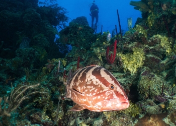 Su Altını Yakından Görmek