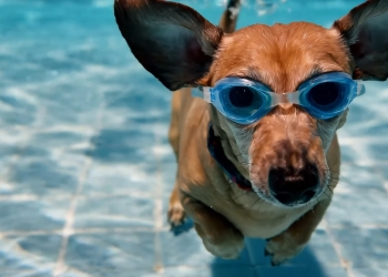 Google'ın Video Oluşturma Modeli Veo 2, Gemini'a Geldi