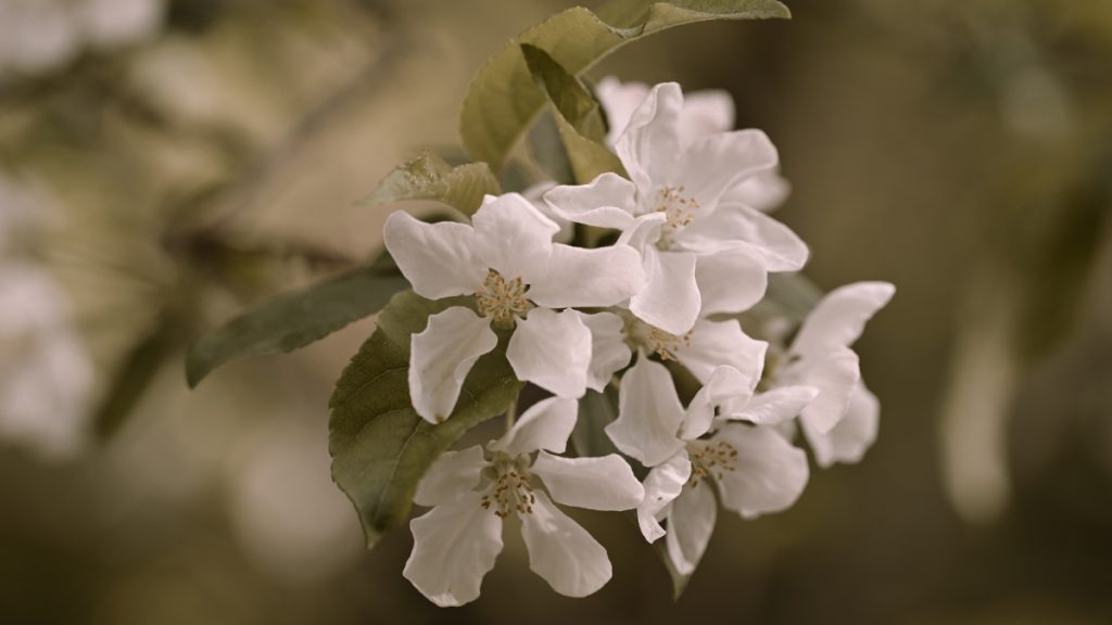 Nikon Z5 II İnceleme