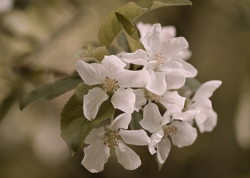 Nikon Z5 II İnceleme