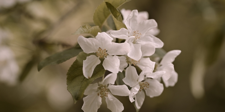 Nikon Z5 II İnceleme