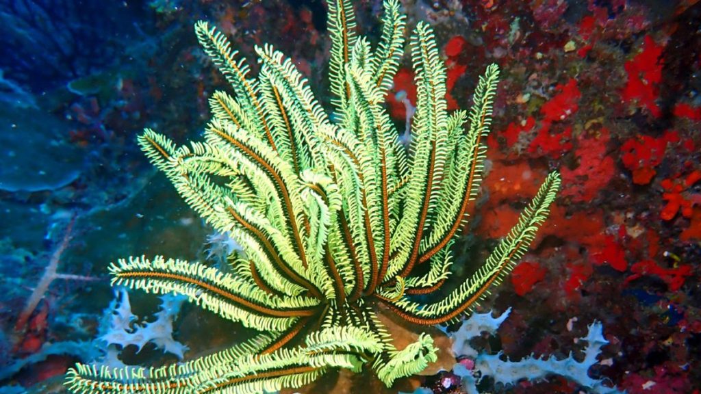 Yeni Başlayanlar için Sualtı Fotoğrafçılığı