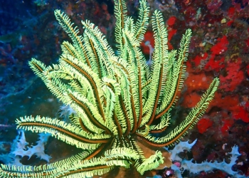 Yeni Başlayanlar için Sualtı Fotoğrafçılığı