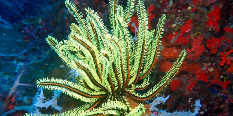 Yeni Başlayanlar için Sualtı Fotoğrafçılığı