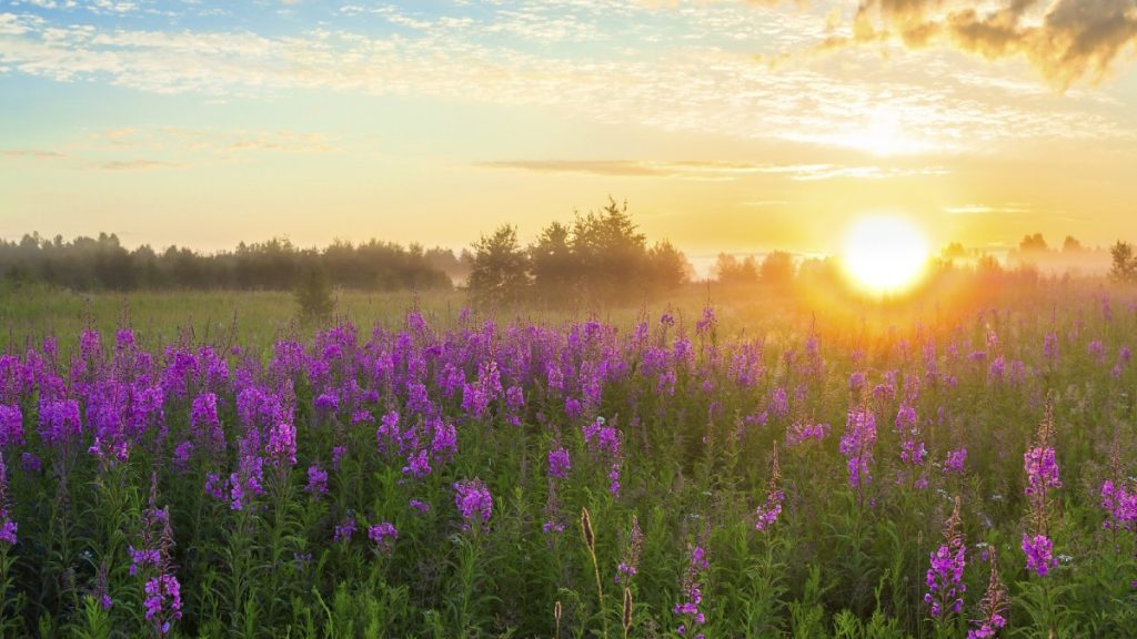 2053'e Kadar Sıfır Emisyon Hedefi Yasallaştı