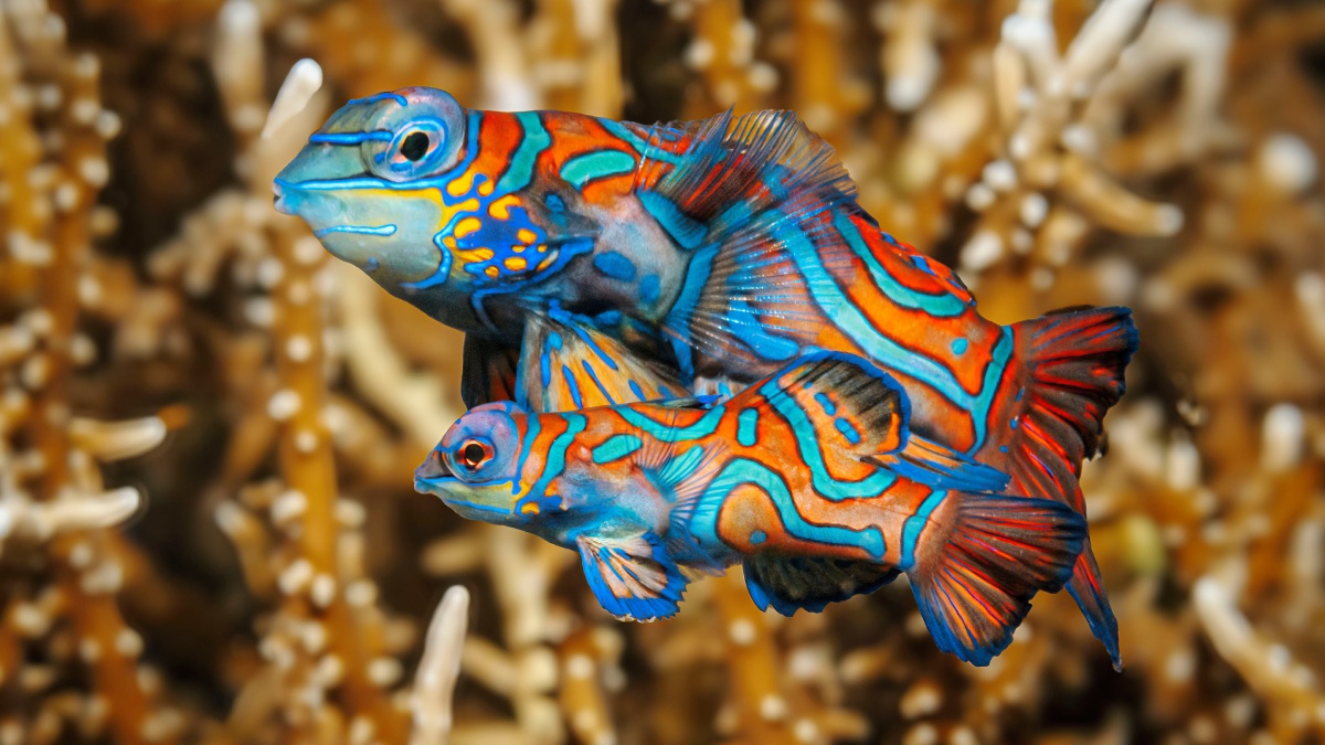 Çamurun İçindeki Güzellik-4