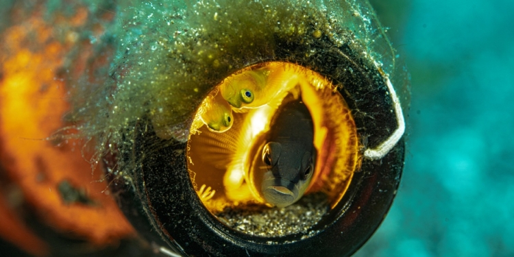 Çamurun İçindeki Güzellik