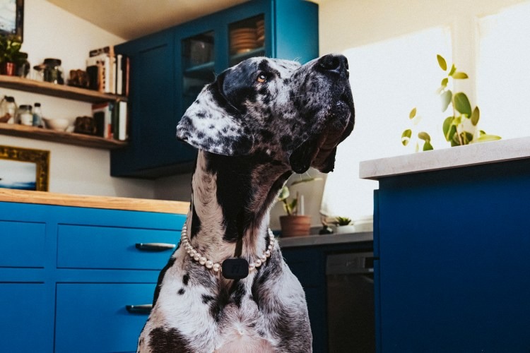 Fi Mini Tanıtıldı AirTag’den Bile Küçük GPS Takipçi 1