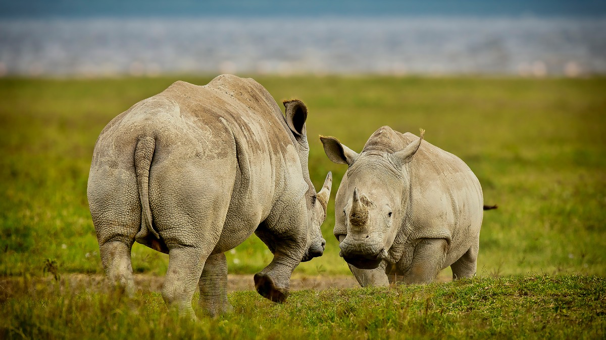 Vahşi Hayvan Fotoğrafçılığı-10