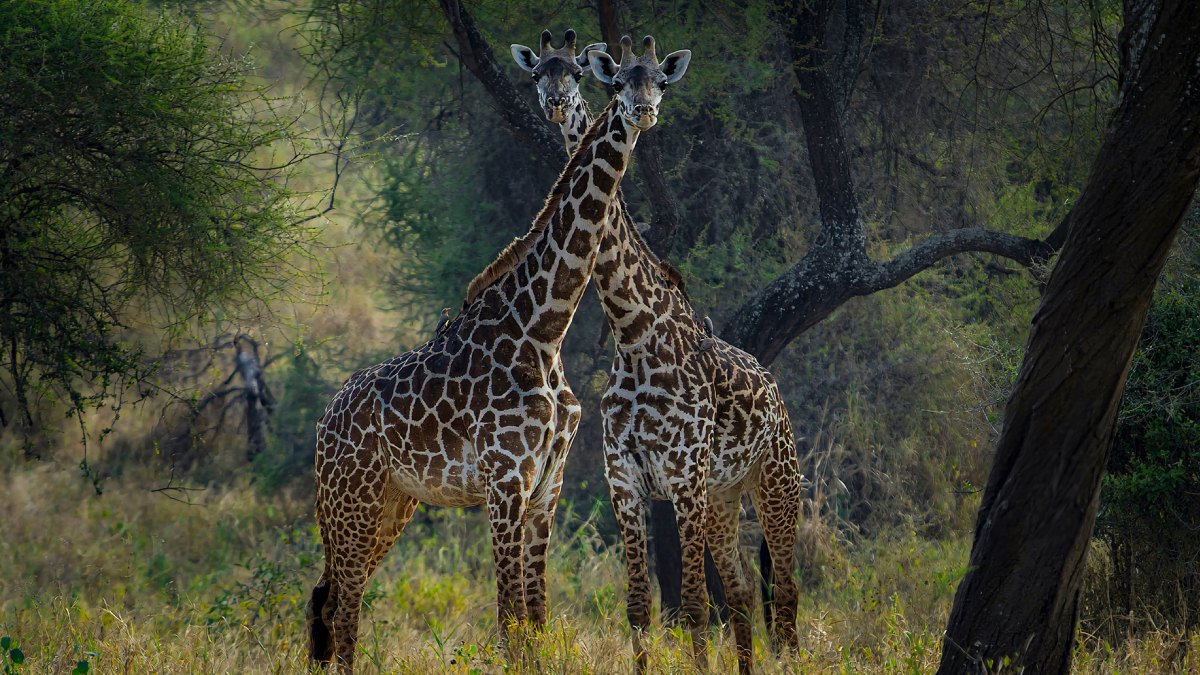 Vahşi Hayvan Fotoğrafçılığı-11