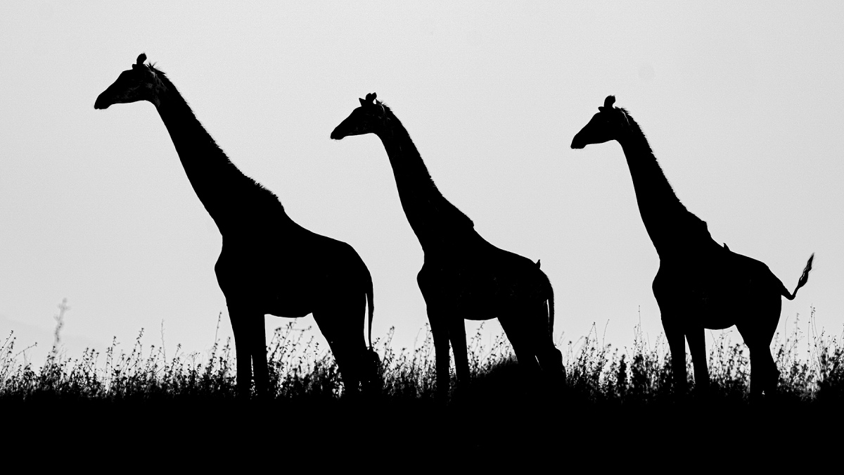 Vahşi Hayvan Fotoğrafçılığı-12