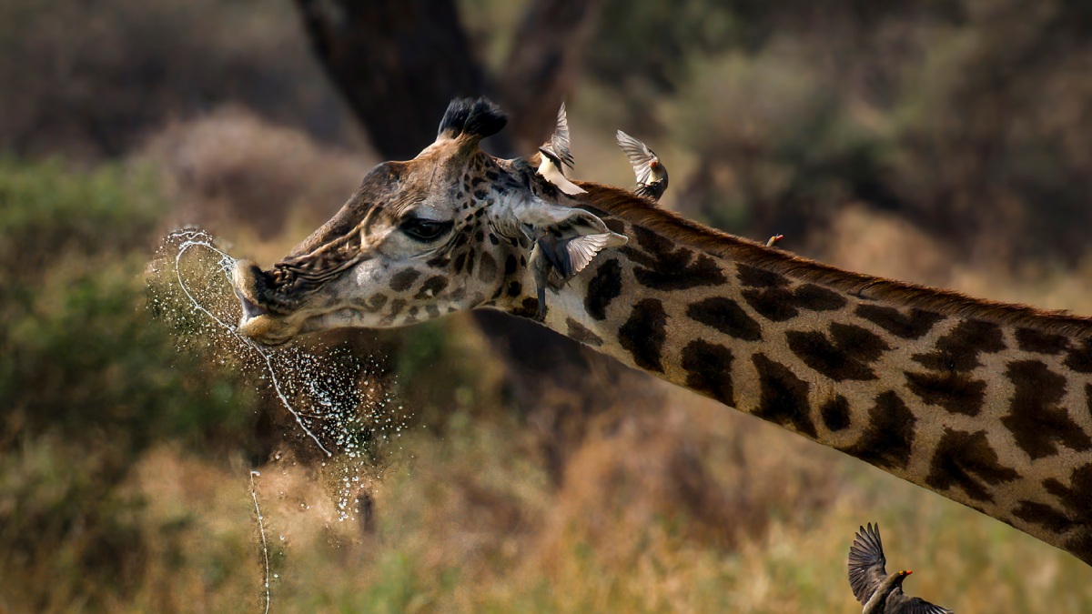Vahşi Hayvan Fotoğrafçılığı-13