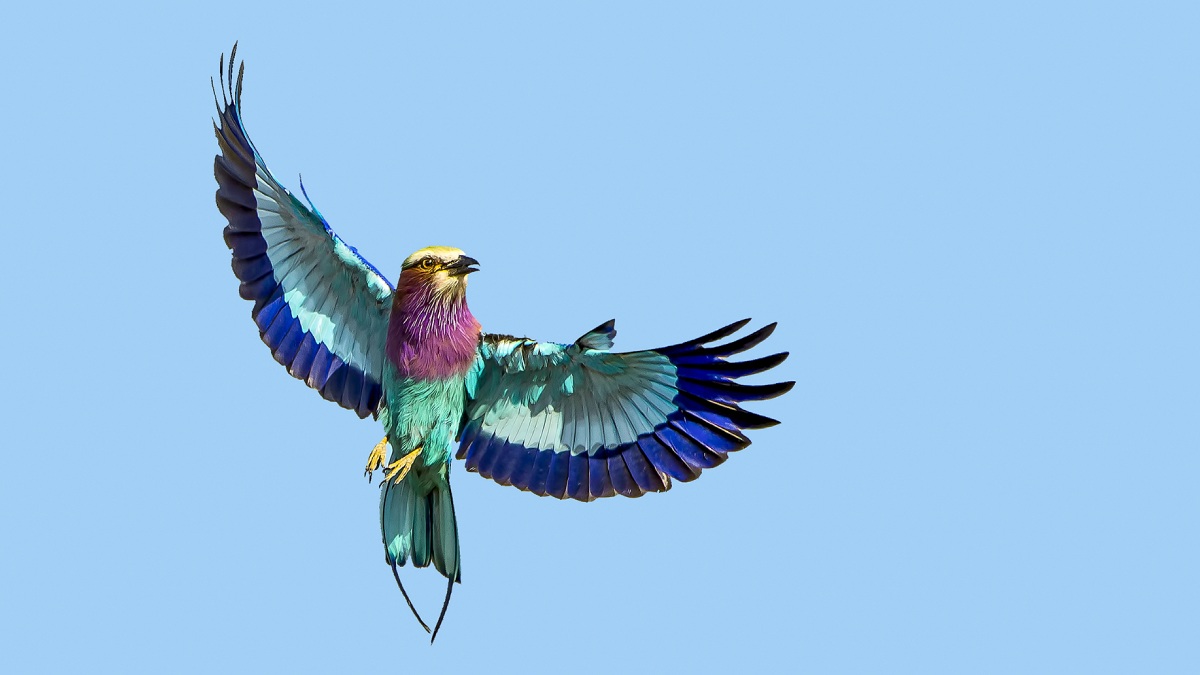 Vahşi Hayvan Fotoğrafçılığı-14