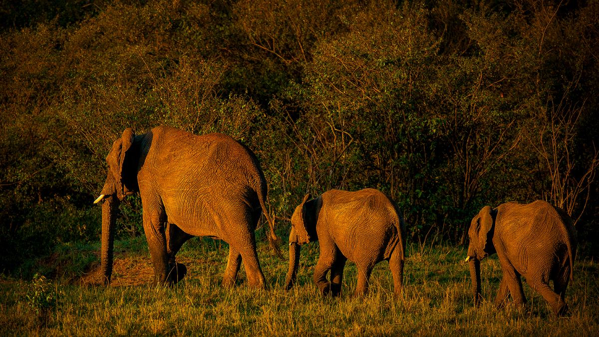 Vahşi Hayvan Fotoğrafçılığı-15