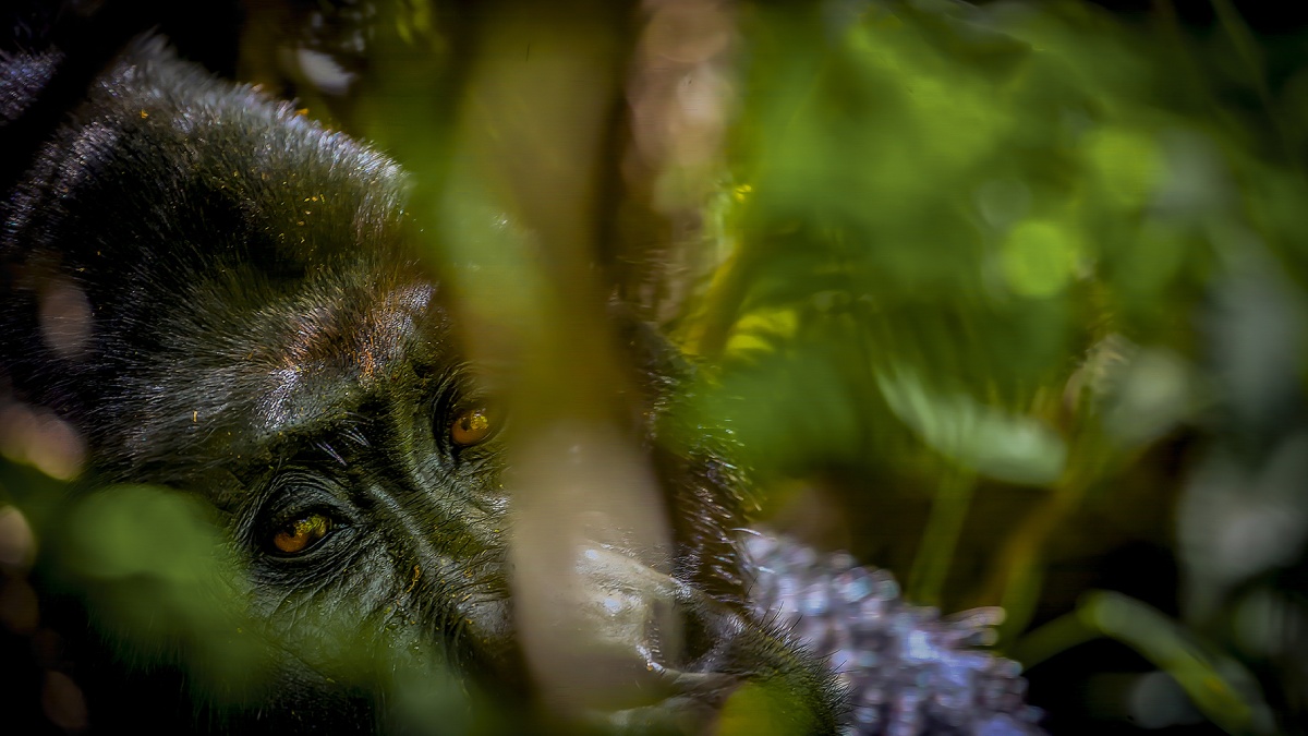 Vahşi Hayvan Fotoğrafçılığı-16