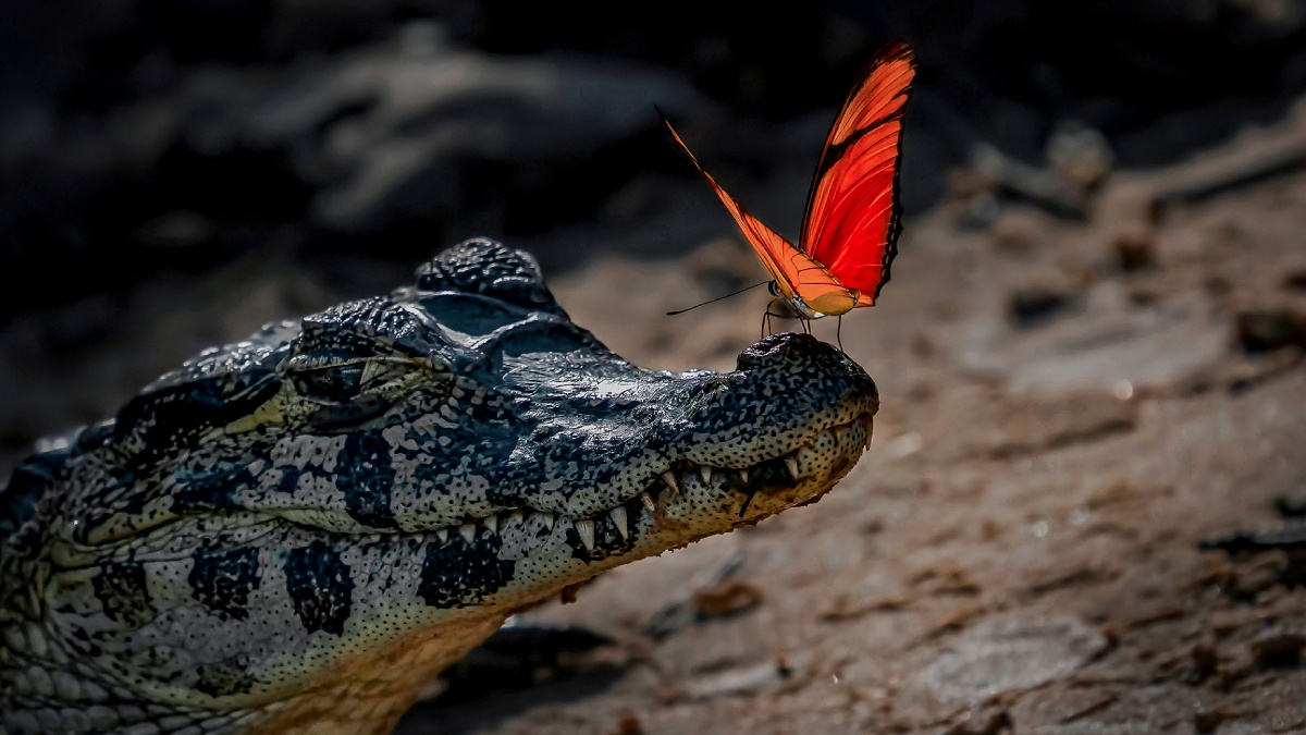 Vahşi Hayvan Fotoğrafçılığı-17