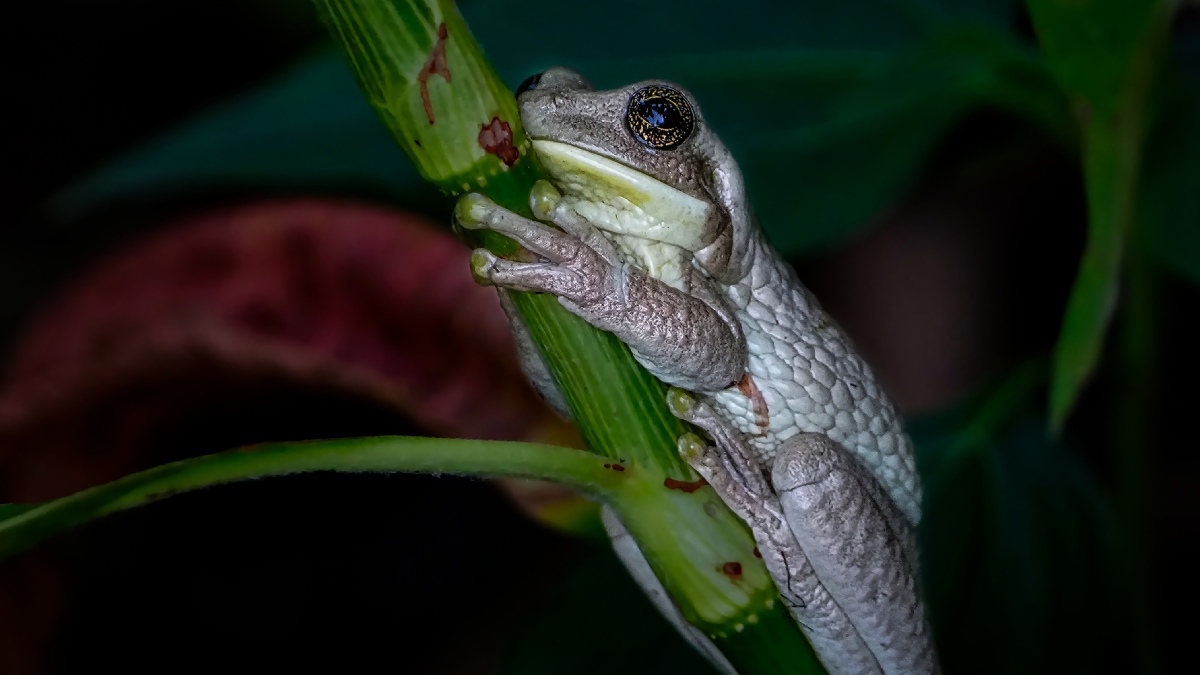 Vahşi Hayvan Fotoğrafçılığı-2