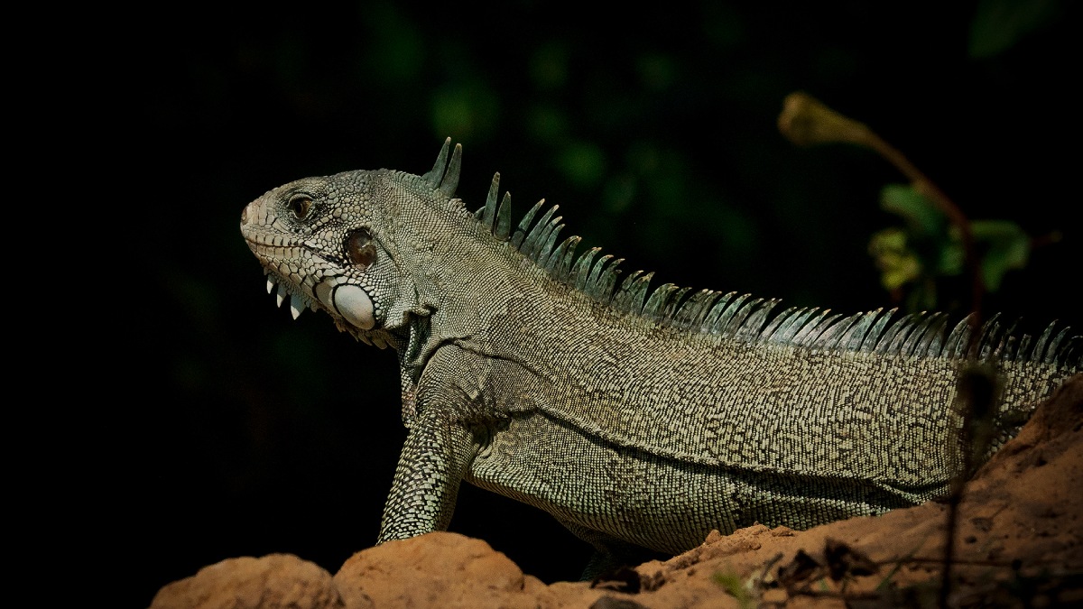 Vahşi Hayvan Fotoğrafçılığı-3