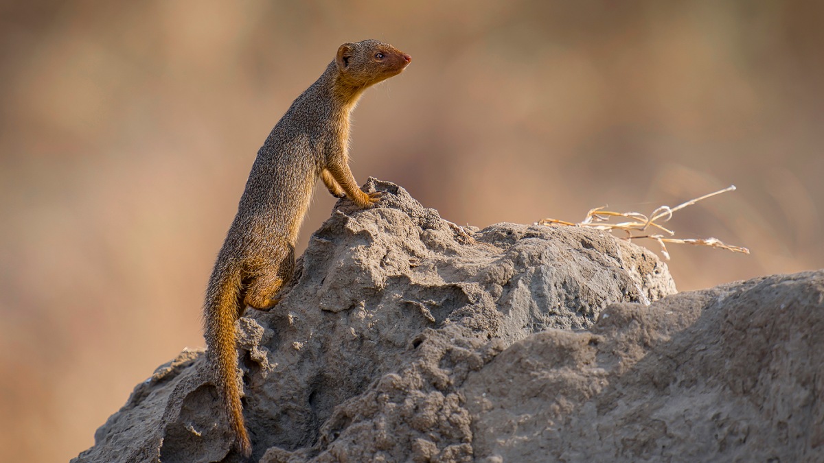 Vahşi Hayvan Fotoğrafçılığı-4