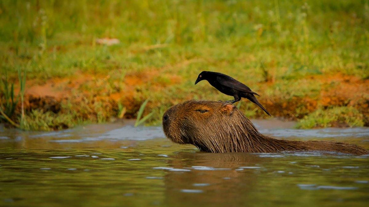 Vahşi Hayvan Fotoğrafçılığı-5