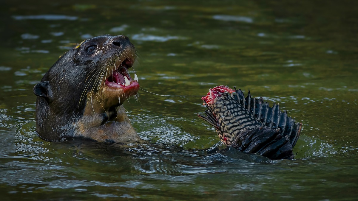 Vahşi Hayvan Fotoğrafçılığı-6