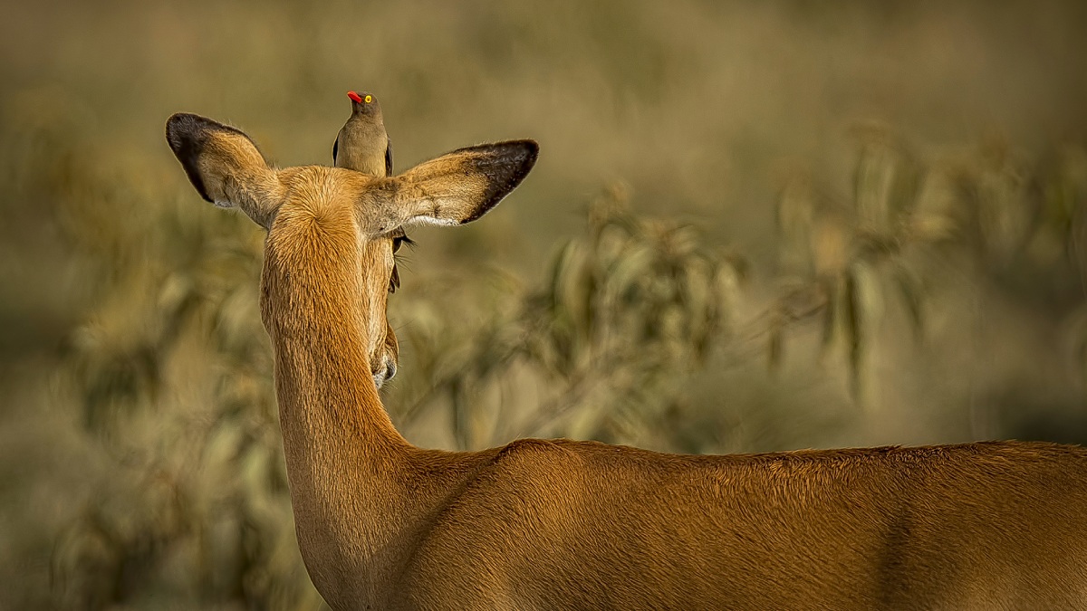 Vahşi Hayvan Fotoğrafçılığı-7