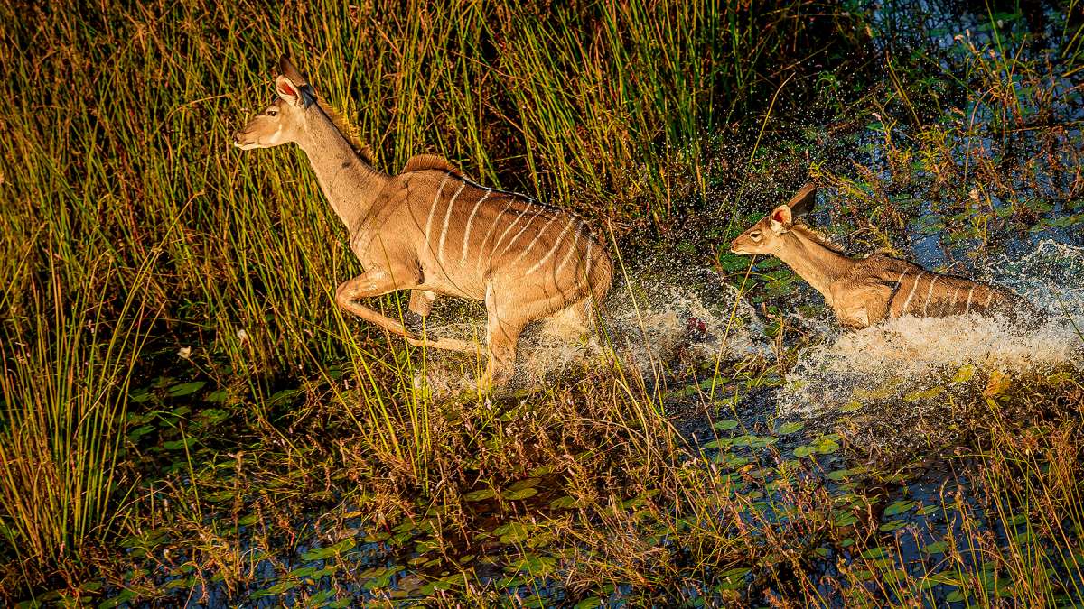 Vahşi Hayvan Fotoğrafçılığı-8