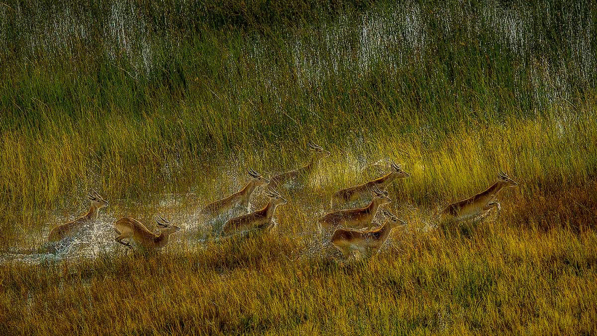 Vahşi Hayvan Fotoğrafçılığı-9