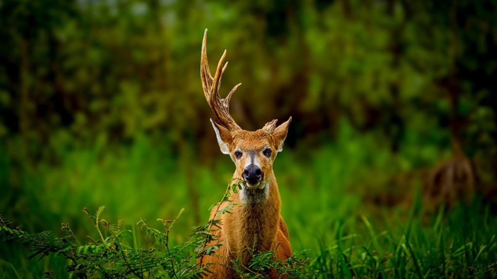 Vahşi Hayvan Fotoğrafçılığı